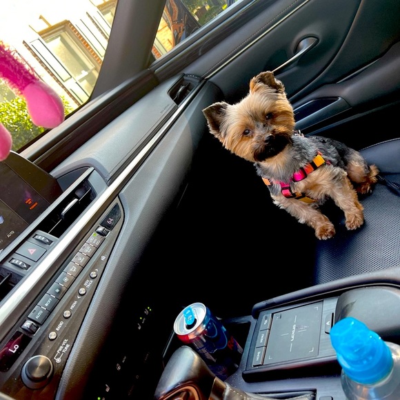 Meet your Posher, Poppy! - Picture 5 of 7